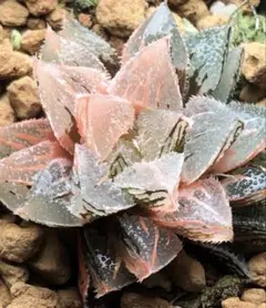 2026年最新】新氷砂糖錦の人気アイテム - メルカリ