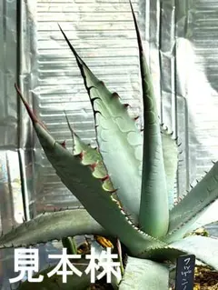 2026年最新】屈原の舞扇の人気アイテム - メルカリ