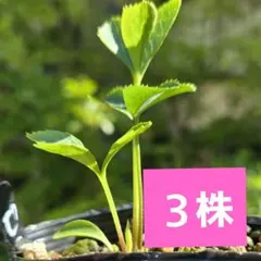 クリスマスローズ１年苗　7.5㎝ポット抜き苗　有名ナーサリー 3株のサムネイル