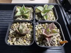 2025年最新】アガベ 実生 セットの人気アイテム - メルカリ