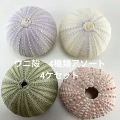 NO.68-153 アーチン(ウニ殻) ４種類アソート ４ケセット