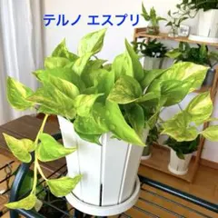 scientia est potentia リンゴ インテリア - メルカリ