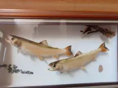 2025年最新】ヤマメ剥製の人気アイテム - メルカリ