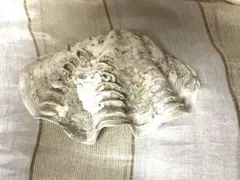 シャコガイ　沖縄