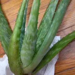 アロエベラ抜き苗