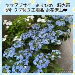 花苗】ヤマアジサイ 海峡 ポットごと発送 山紫陽花 山アジサイ