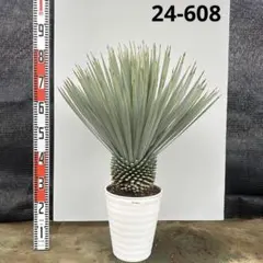 2026年最新】ユッカの人気アイテム - メルカリ