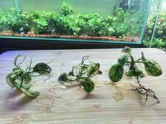 2026年最新】アヌビアスナナ 斑入りの人気アイテム - メルカリ