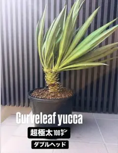 2026年最新】ユッカ グロリオサの人気アイテム - メルカリ