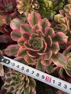 ざじ様 リクエスト 2点 まとめ商品