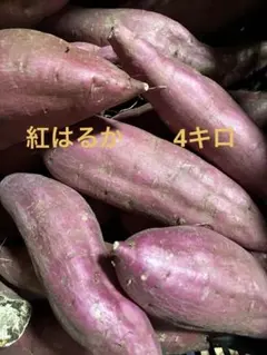 さつまいも　紅はるか