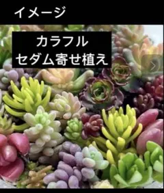 アーサー様専用　3セット