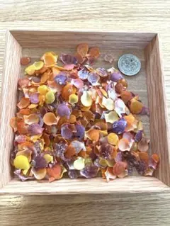 貝殻　ひおうぎ貝 微小貝　25g