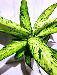 2026年最新】ディフェンバキアの人気アイテム - メルカリ