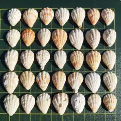 天然貝殻大きめ35個セット まとめ売り ハンドメイド素材 レジン工作【90】