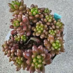 多肉植物…エケベリア♬*°レア苗！洋紅蓮華♡花芽付き♡匿名配送 メルカリ