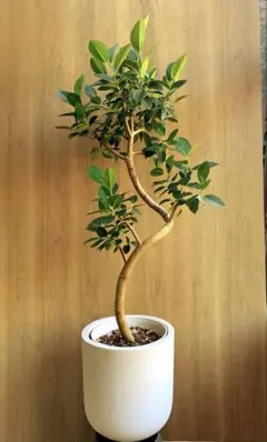 希少種 フィカス シーマ♪ 134cm ボリューム感のある太幹•曲がりフォルム♪ 希少種 フィカス シーマ♪ 134cm ボリューム感のある太幹•曲がり