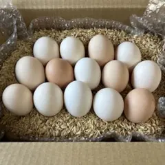 専用　日向里様　うこっけいの卵（食用）14個