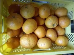 自然農みかん1kg 3〜5年目 農薬肥料不使用 自然農法 海乃神自然農園