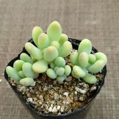乙女心×P.rogeliocardenasii 多肉植物 抜き苗うにのサムネイル