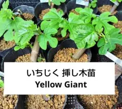 2026年最新】イチジク穂木の人気アイテム - メルカリ