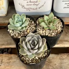 多肉植物 抜き苗 3種 2 - メルカリ