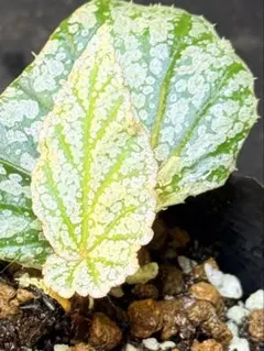 エピスシア フェイディドジェイド Episcia Faded Jade | Mercari