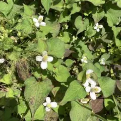 どくだみの花100個➕葉のサムネイル