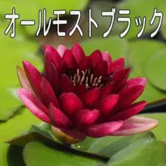 ゆかきち様 リクエスト 2点 まとめ商品