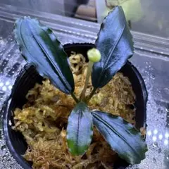Bucephalandra sp. Sintang-5 