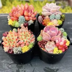 89 多肉植物の小さな寄せ植え☆そのまま飾れる☆4コセット