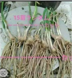 ニラ苗 10株程 - メルカリ