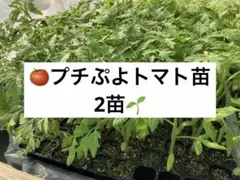❤️ CF 푸치푸요 토마토 모종 2개!