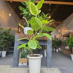 フィカス　エラスティカ　ジン　曲がり仕立て　陶器鉢　植え込み発送 フィカス エラスティカ ジン 曲がり仕立て 陶器鉢 植え込み発送 - メルカリ