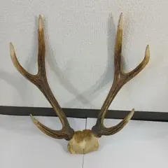 鹿の角 刀掛けオブジェ 約30cm x 20cm - メルカリ