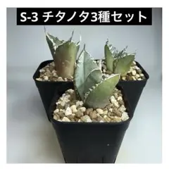 2025年最新】アガベSADの人気アイテム - メルカリ