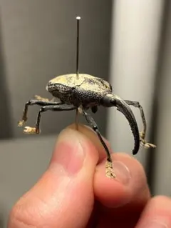 ブラジルのシギゾウムシ 標本カミキリ昆虫ゼリー標本甲虫フンチュウフンコロガシ ペルーの珍品カミキリ 標本 - メルカリ
