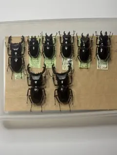 2026年最新】クワガタ 標本 希少の人気アイテム - メルカリ