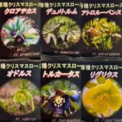 2026年最新】リグリクスの人気アイテム - メルカリ