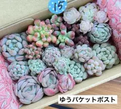 15 多肉植物　多肉弁当　詰め合わせ　寄せ植え　セット　カット苗　韓国苗　エケ