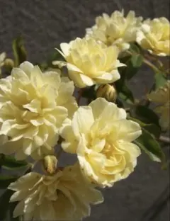 S*G様 ②モッコウバラ　挿木　発根済み　1本