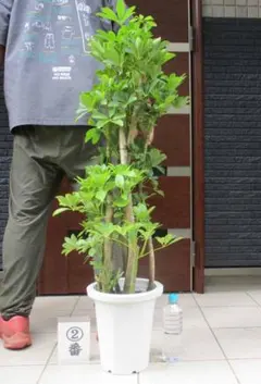 2025年最新】シェフレラの人気アイテム - メルカリ