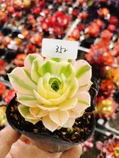 76#多肉植物❤️アエオニウム錦❤️青い波❤️1大頭8小頭24cm拔き苗 52#多肉植物アエオニウム錦❤️ 海仙❤️1大頭 11cm拨き苗 - メルカリ