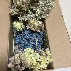 ドライフラワー｛アジサイ、カシワバアジサイ、シラン｝ 花材 リース