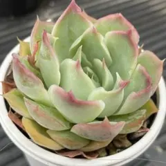 多肉植物 ベンバディス 抜き苗 全部 - メルカリ