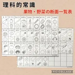 モノクロ★理科的常識　50種類果物、野菜断面表　2枚　家庭学習　小学校受験
