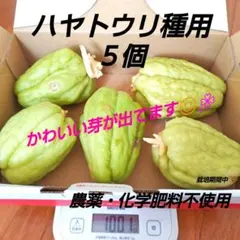 2026年最新】ハヤトウリ はやとうりの人気アイテム - メルカリ