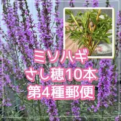 【第4種郵便】ミソハギ 挿し穂 10本 約10～15cm メネデール処理のサムネイル