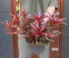 【現品】ネオレゲリア・リオ　オブ　リオ　リオオブリオ　7吊鉢　F34番のサムネイル