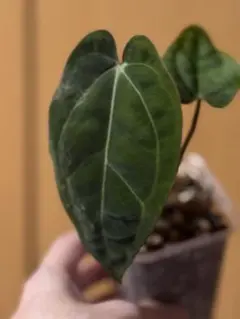 アンスリウム サンダーボルト Anthurium Thunderbolt - メルカリ